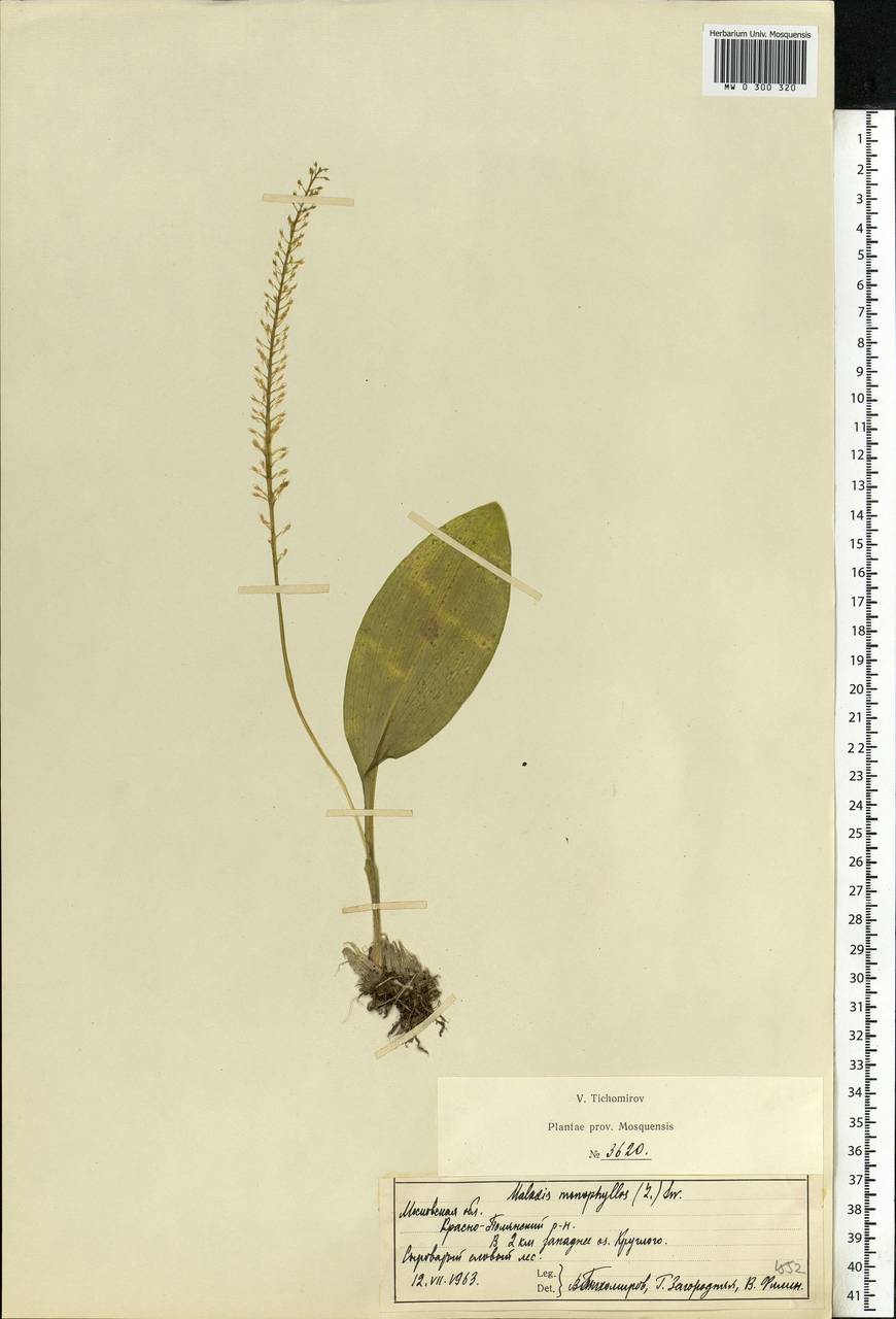 Malaxis monophyllos (L.) Sw., Eastern Europe, Moscow region (E4a) (Russia)