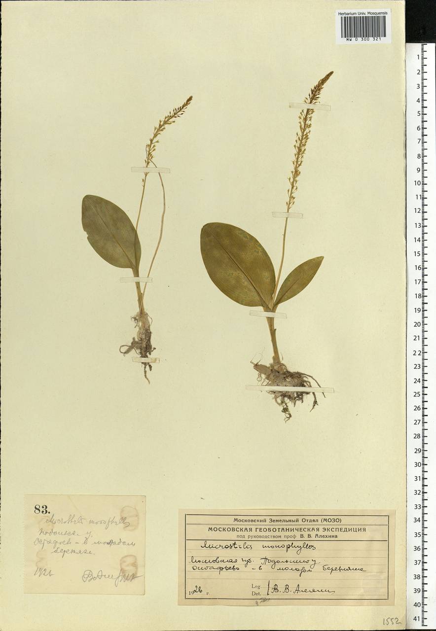 Malaxis monophyllos (L.) Sw., Eastern Europe, Moscow region (E4a) (Russia)