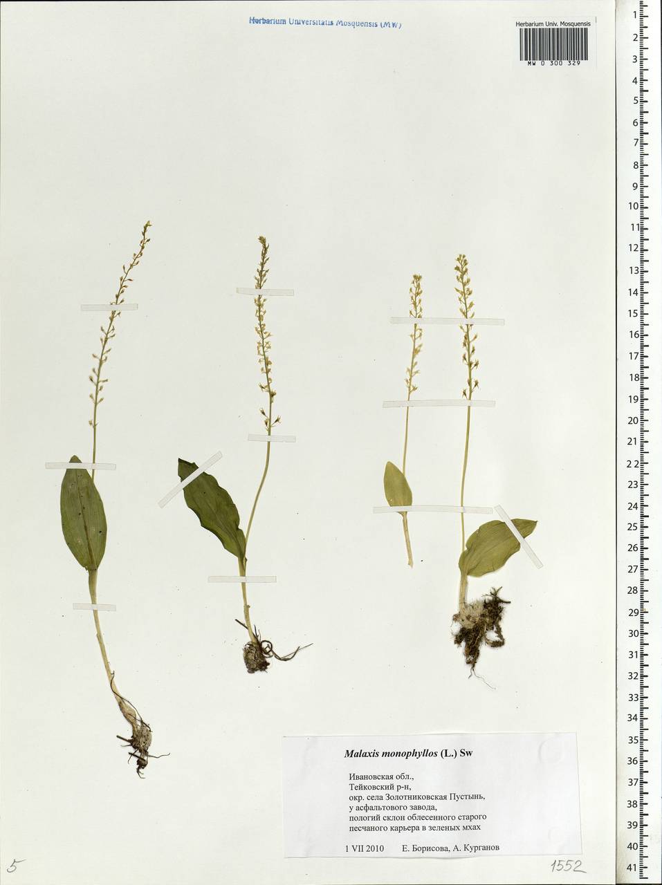 Malaxis monophyllos (L.) Sw., Eastern Europe, Central forest region (E5) (Russia)