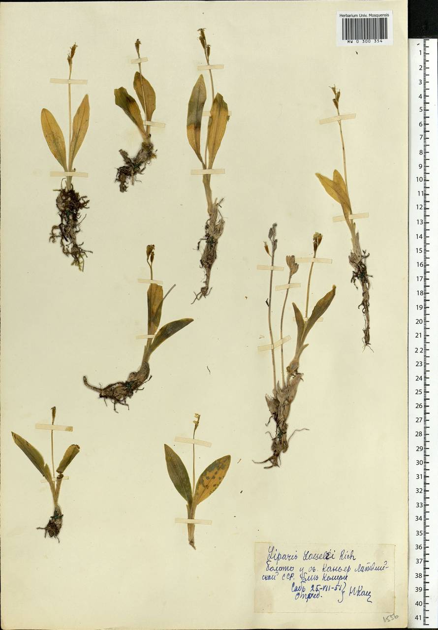 Liparis loeselii (L.) Rich., Eastern Europe, Latvia (E2b) (Latvia)