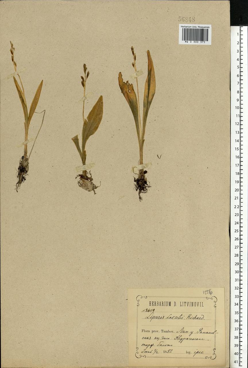 Liparis loeselii (L.) Rich., Eastern Europe, Central forest-and-steppe region (E6) (Russia)