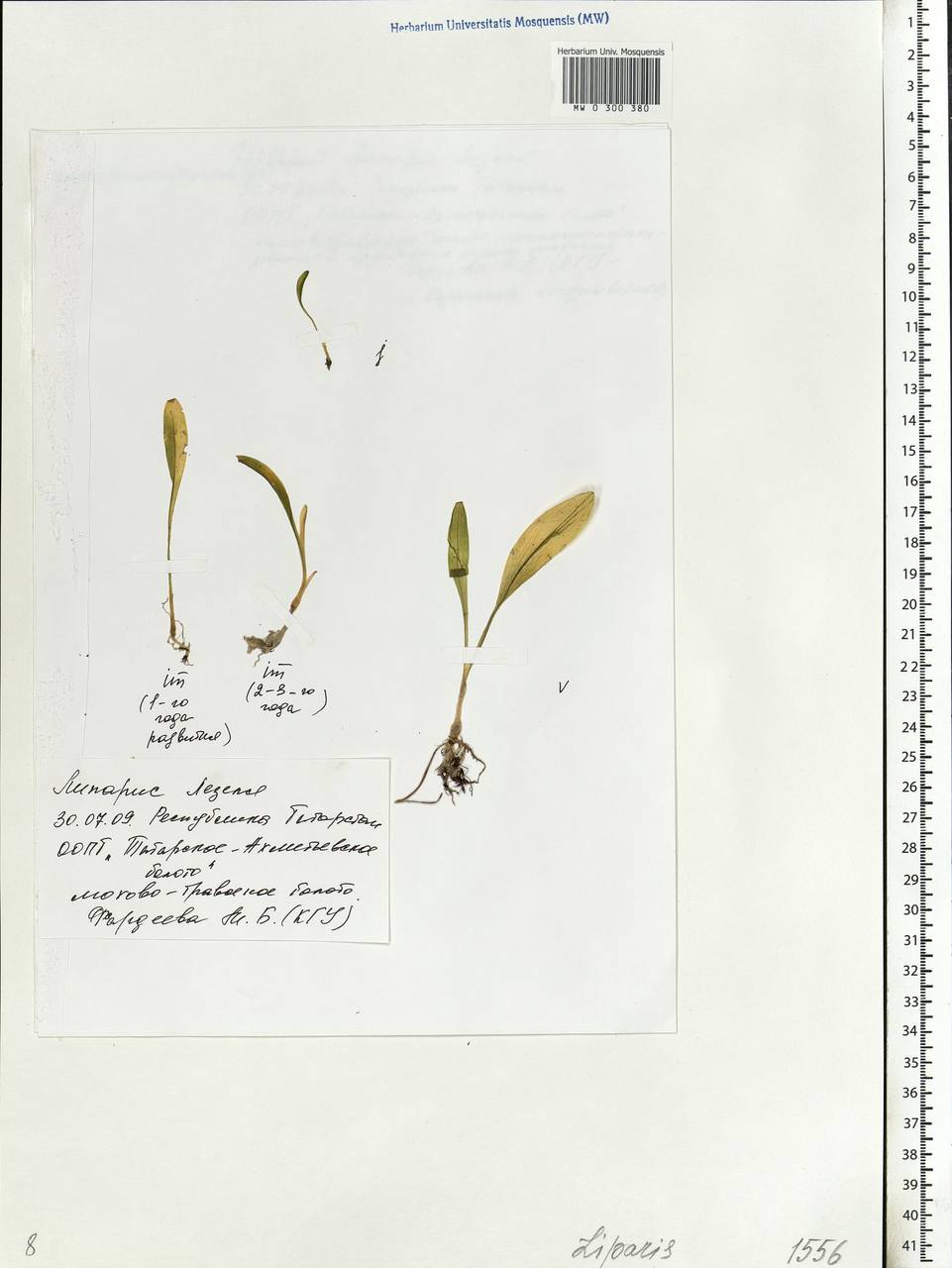 Liparis loeselii (L.) Rich., Eastern Europe, Middle Volga region (E8) (Russia)