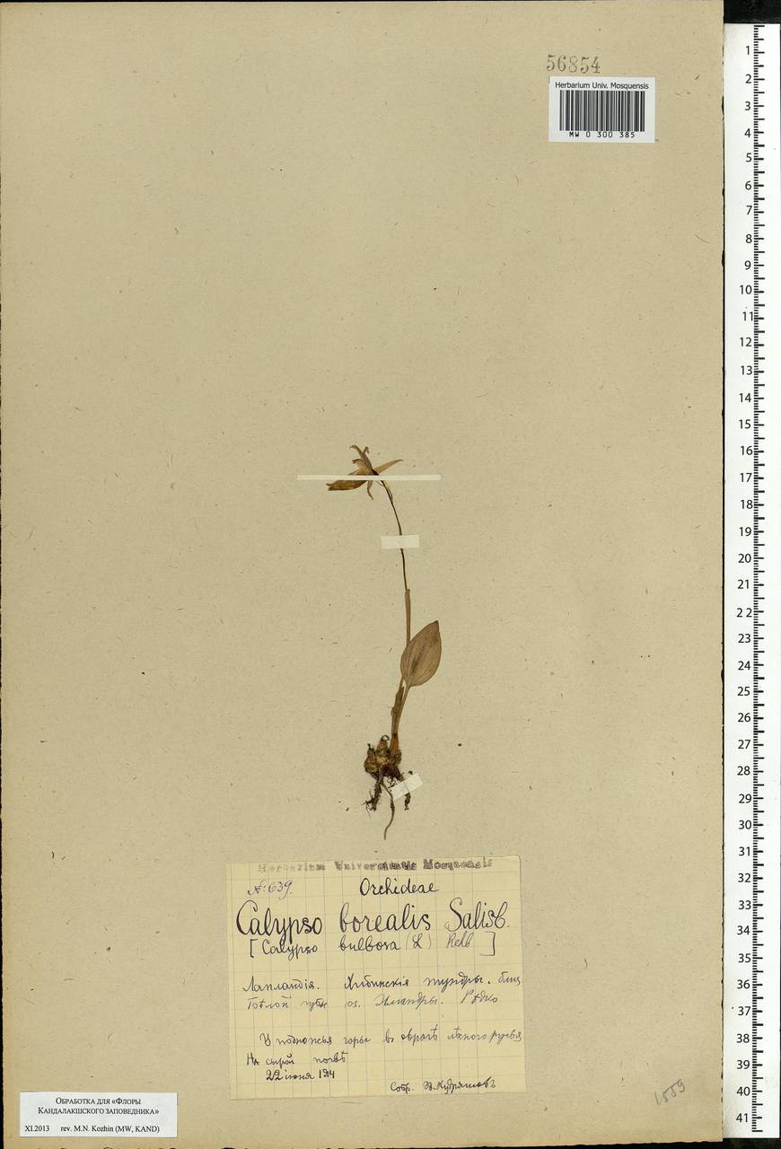 Calypso bulbosa (L.) Oakes, Eastern Europe, Northern region (E1) (Russia)