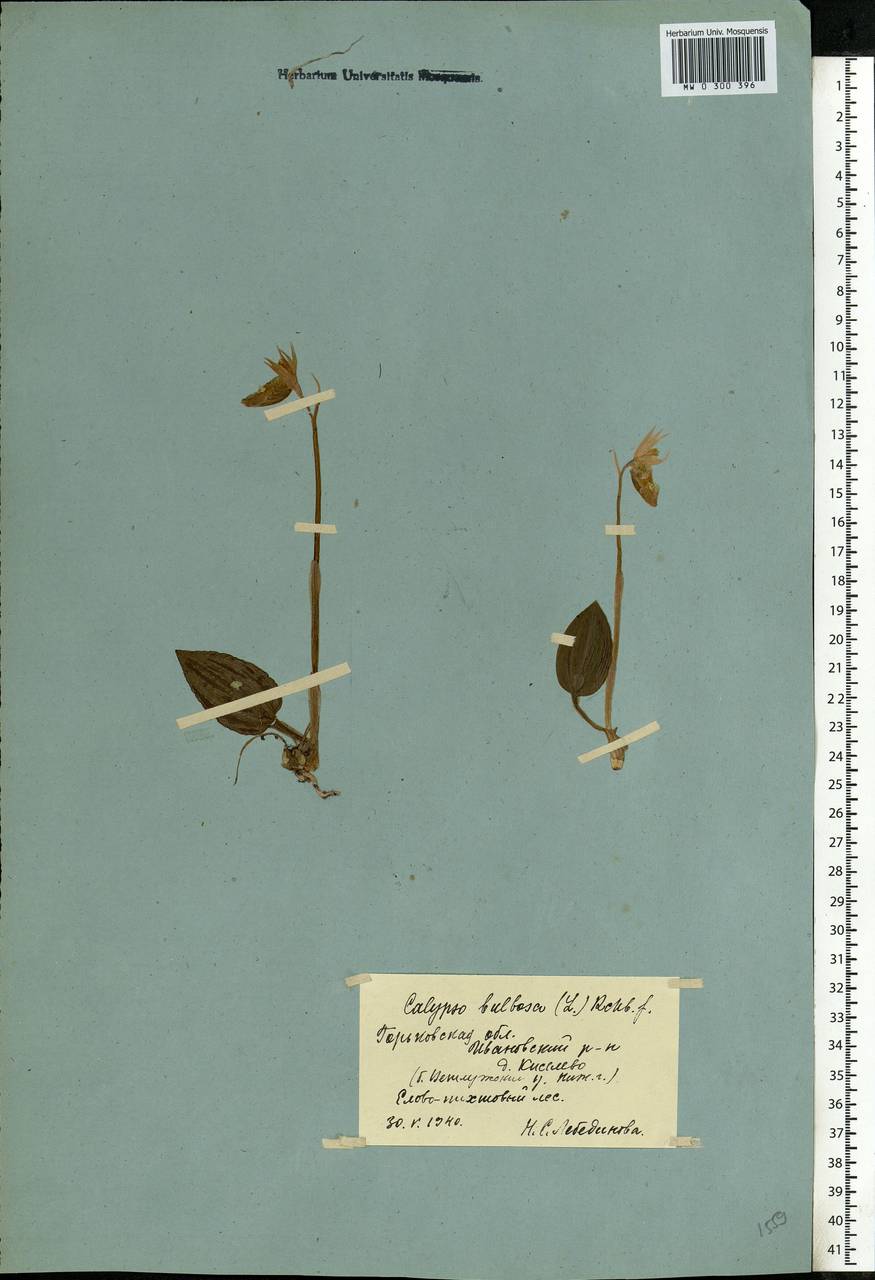 Calypso bulbosa (L.) Oakes, Eastern Europe, Central forest region (E5) (Russia)
