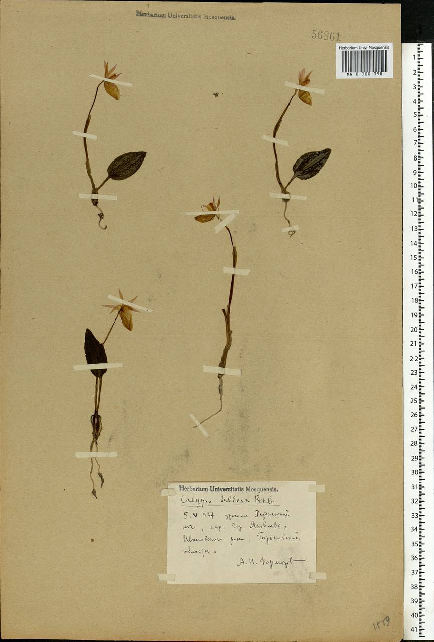 Calypso bulbosa (L.) Oakes, Eastern Europe, Central forest region (E5) (Russia)