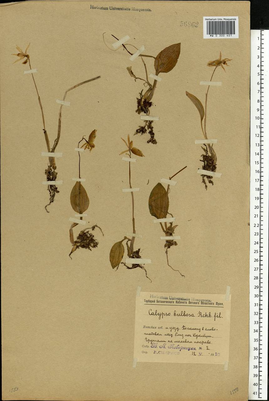 Calypso bulbosa (L.) Oakes, Eastern Europe, Volga-Kama region (E7) (Russia)