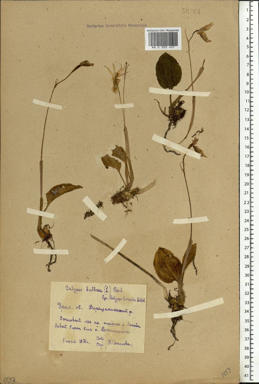 Calypso bulbosa (L.) Oakes, Eastern Europe, Eastern region (E10) (Russia)