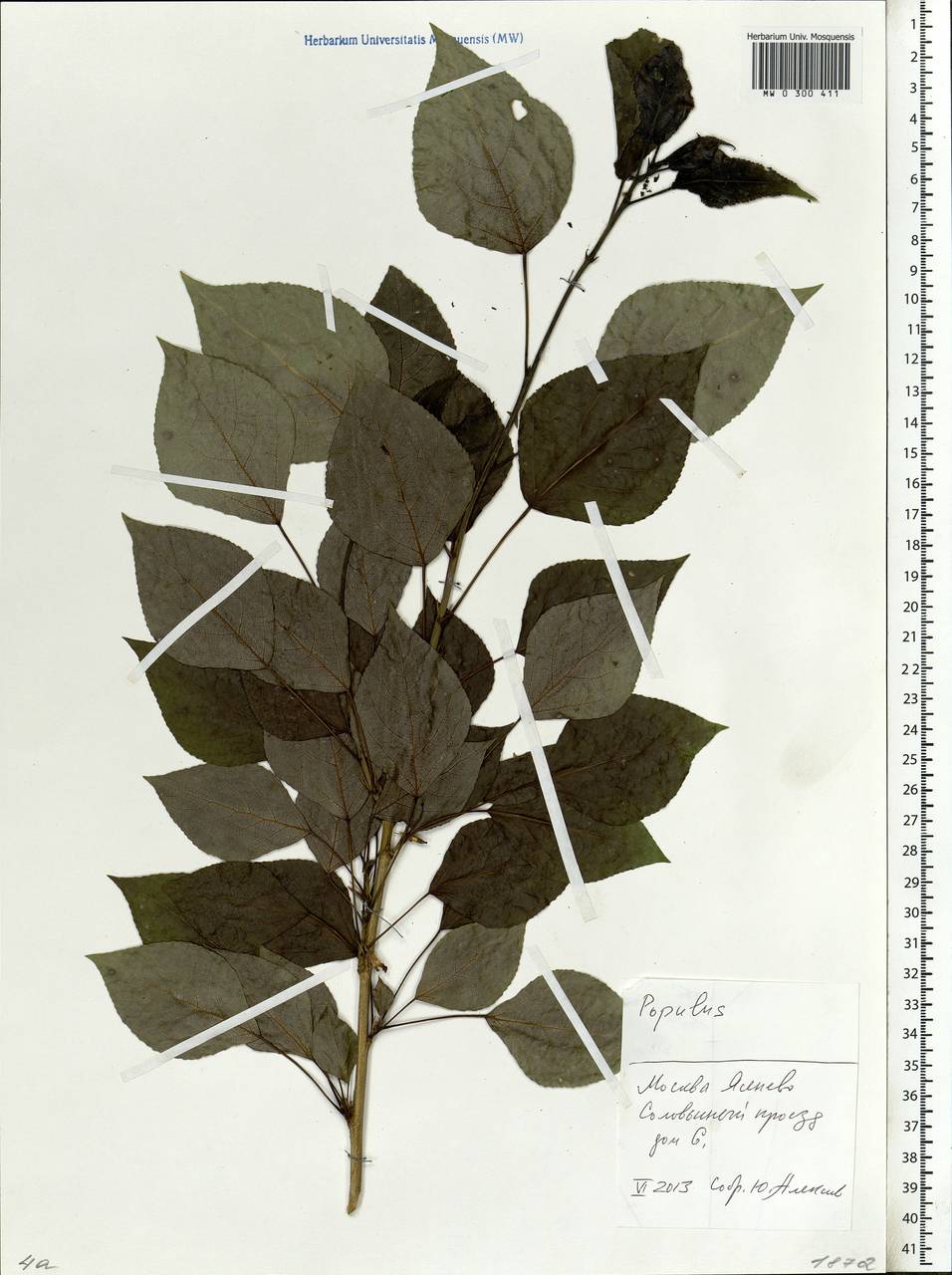 Populus, Eastern Europe, Moscow region (E4a) (Russia)