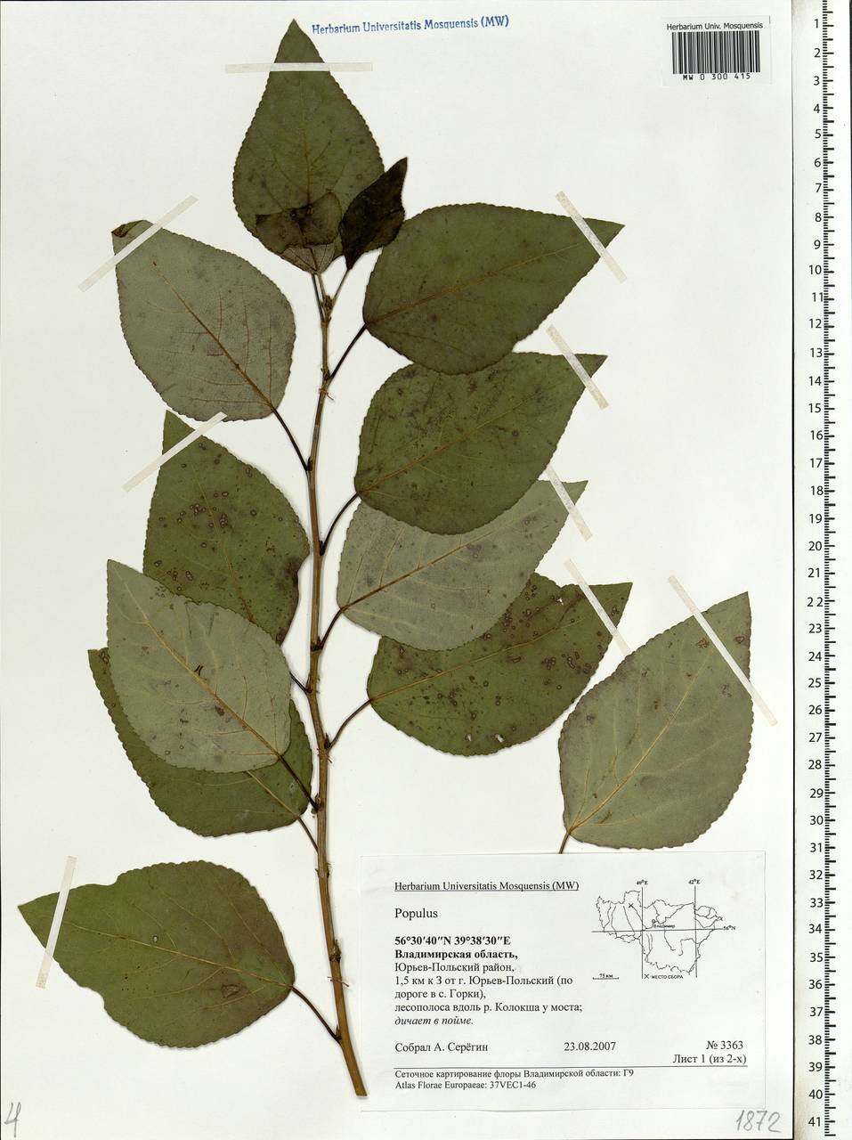 Populus, Eastern Europe, Central region (E4) (Russia)