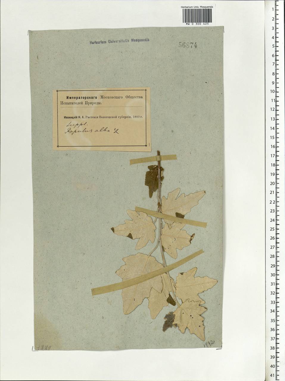 Populus alba L., Eastern Europe, Northern region (E1) (Russia)