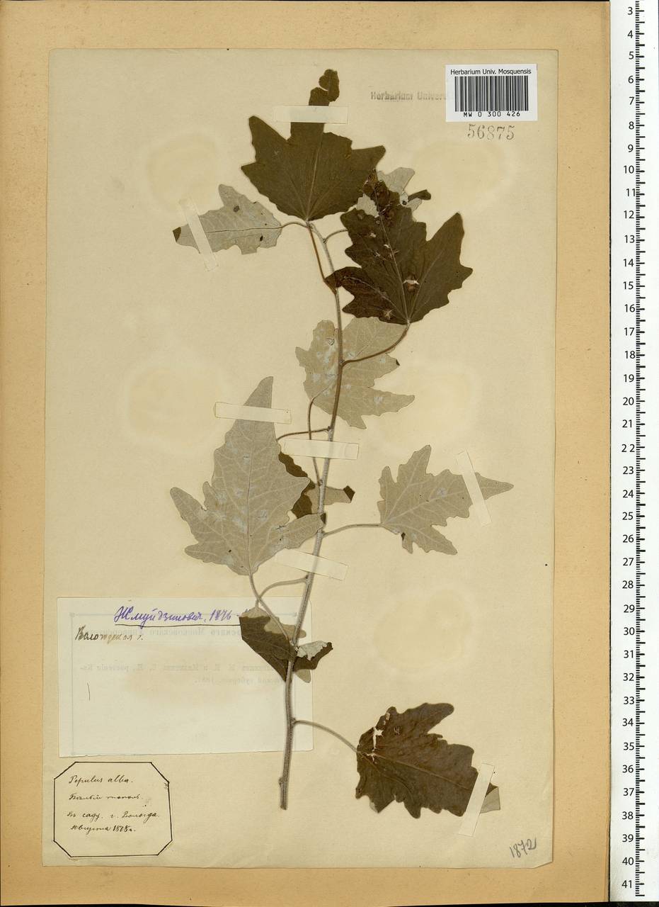 Populus alba L., Eastern Europe, Northern region (E1) (Russia)