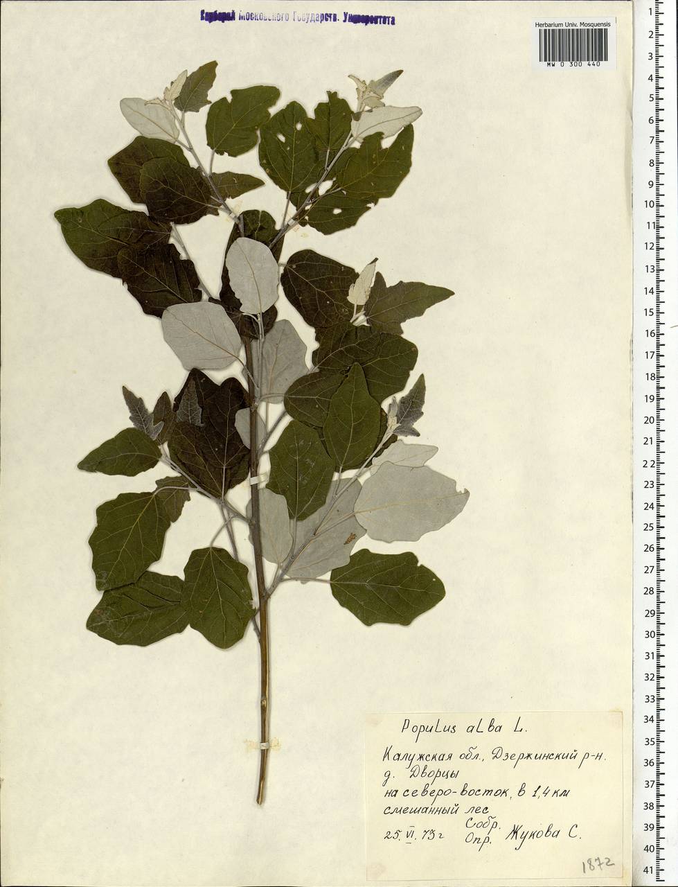 Populus alba, Eastern Europe, Central region (E4) (Russia)