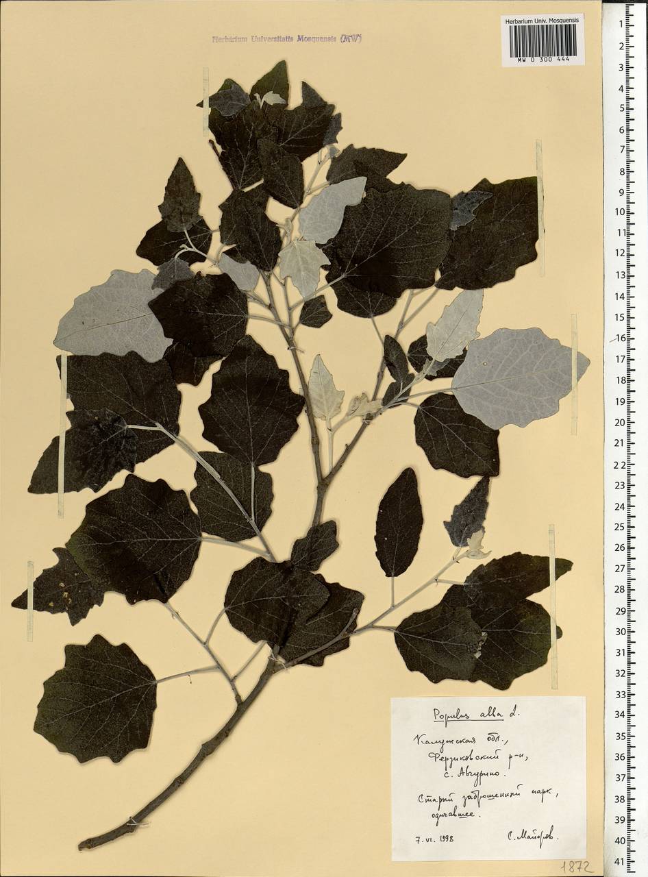 Populus alba L., Eastern Europe, Central region (E4) (Russia)