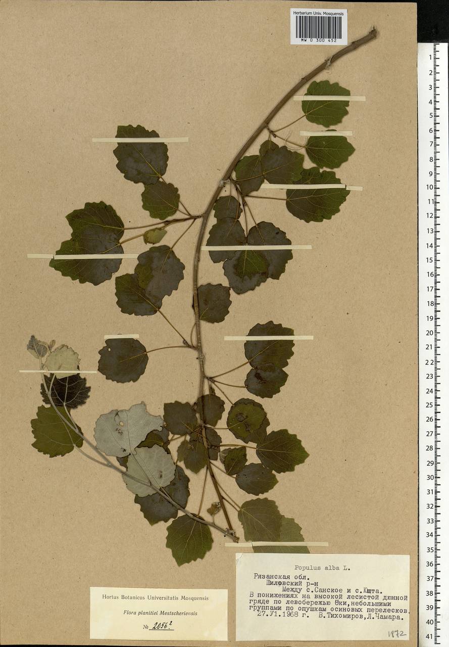 Populus alba L., Eastern Europe, Central region (E4) (Russia)