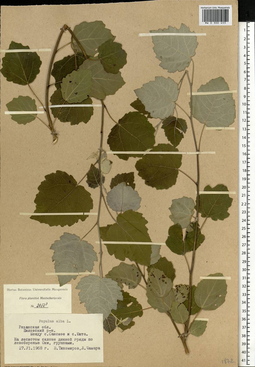 Populus alba, Eastern Europe, Central region (E4) (Russia)