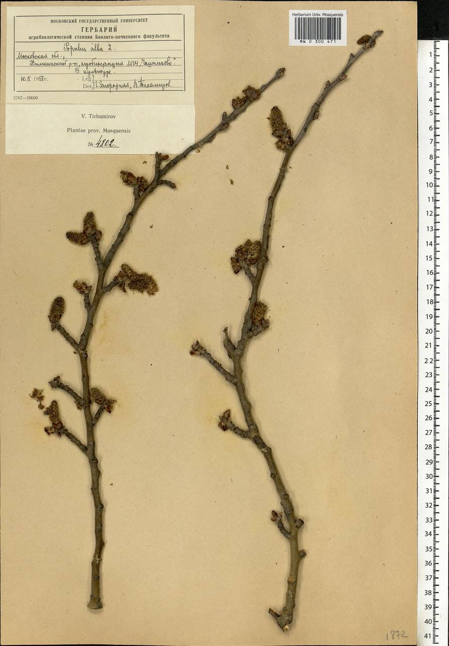 Populus alba L., Eastern Europe, Moscow region (E4a) (Russia)