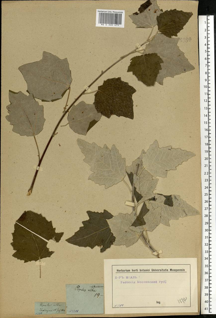 Populus alba L., Eastern Europe, Moscow region (E4a) (Russia)