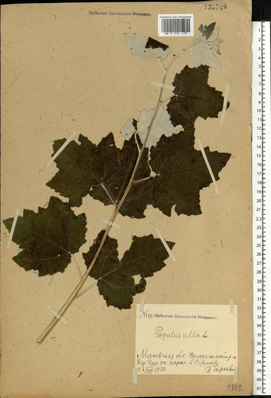 Populus alba, Eastern Europe, Moscow region (E4a) (Russia)