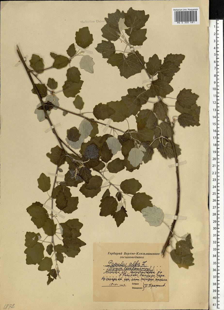 Populus alba, Eastern Europe, Moscow region (E4a) (Russia)