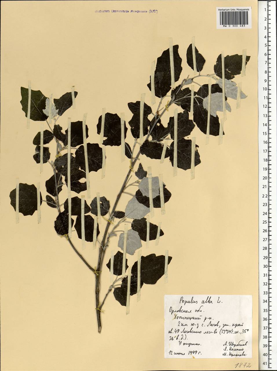 Populus alba, Eastern Europe, Central forest-and-steppe region (E6) (Russia)