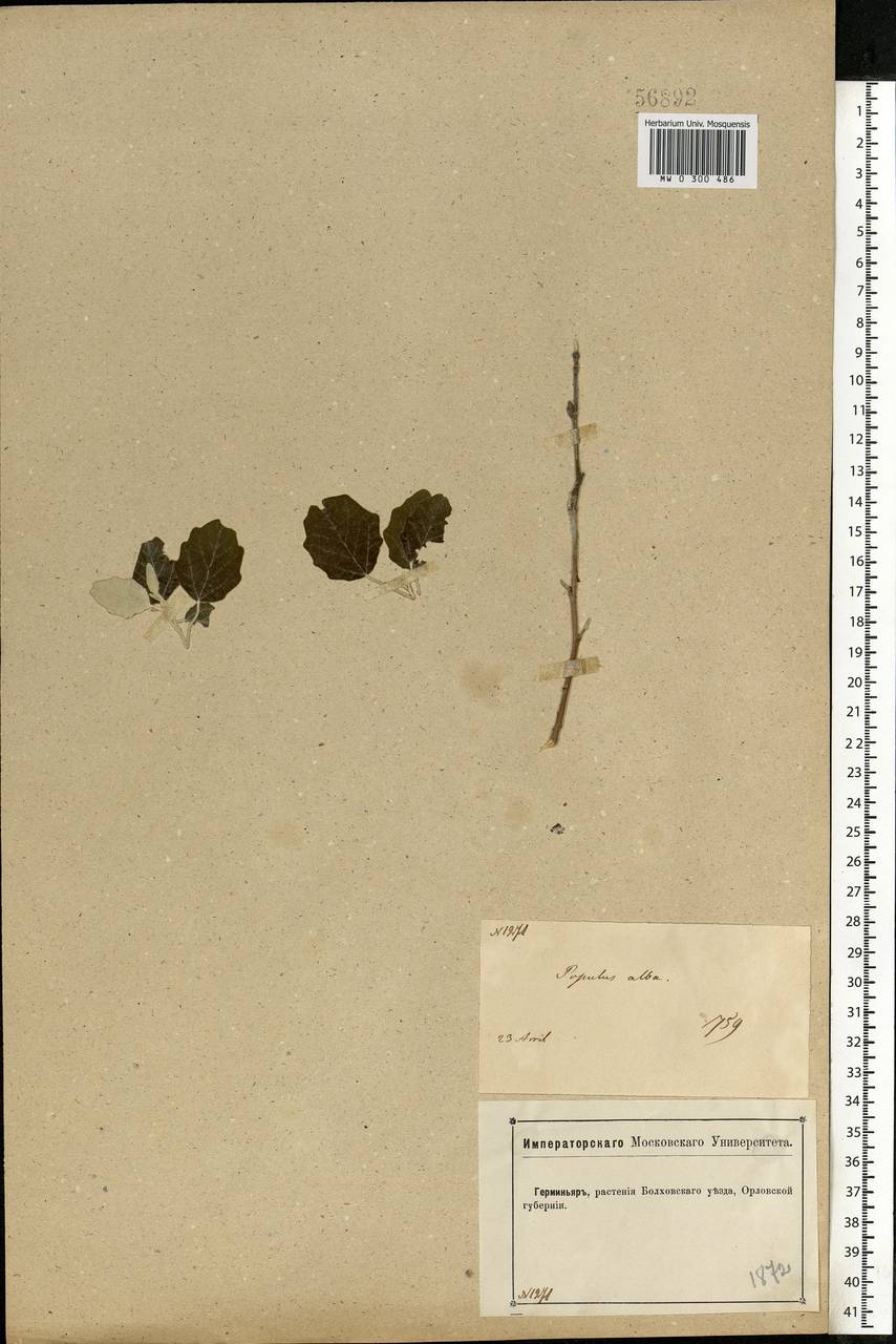 Populus alba L., Eastern Europe, Central forest-and-steppe region (E6) (Russia)