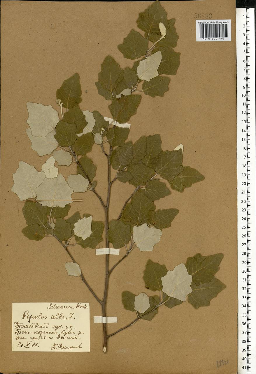 Populus alba, Eastern Europe, Central forest-and-steppe region (E6) (Russia)