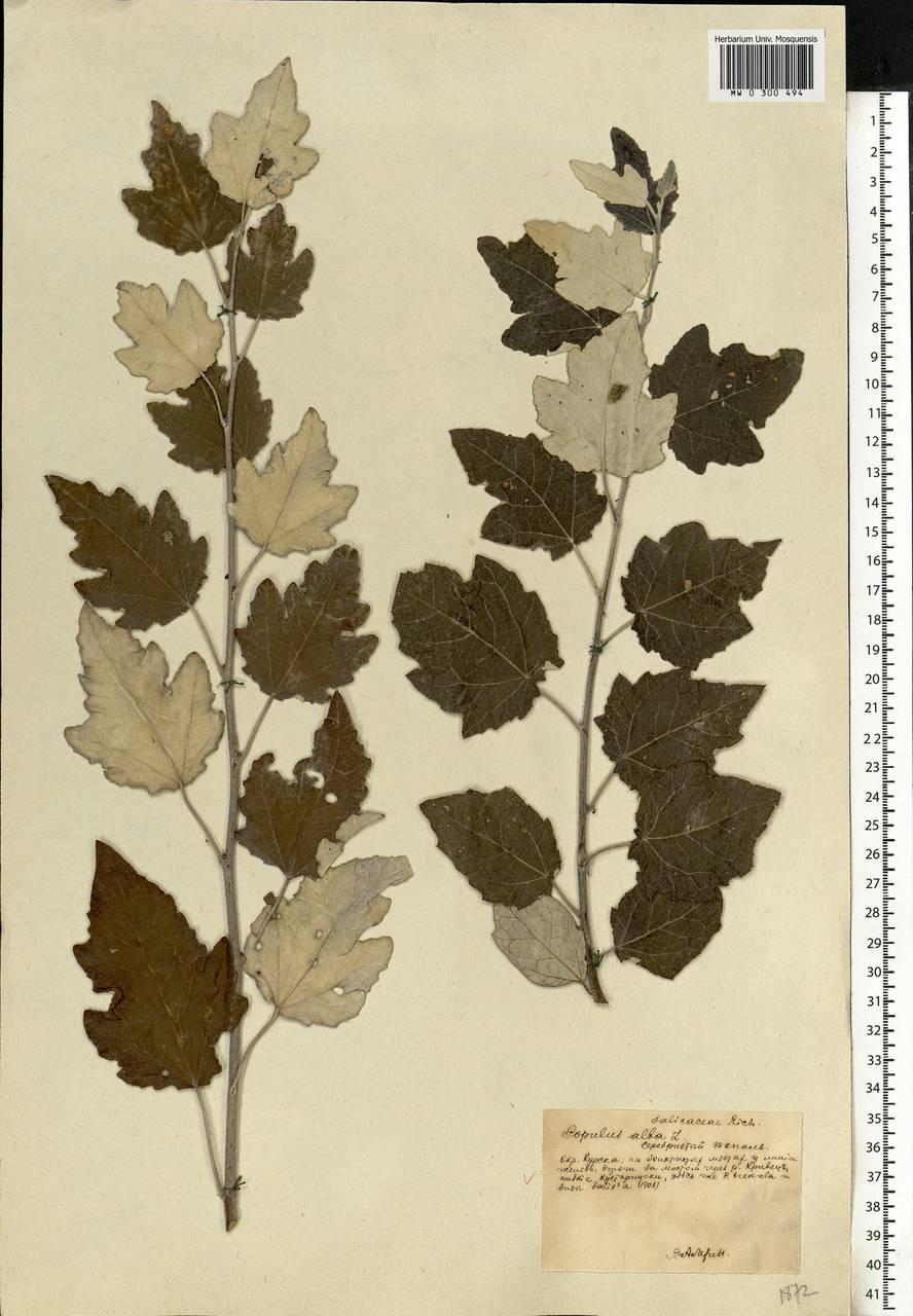 Populus alba L., Eastern Europe, Central forest-and-steppe region (E6) (Russia)