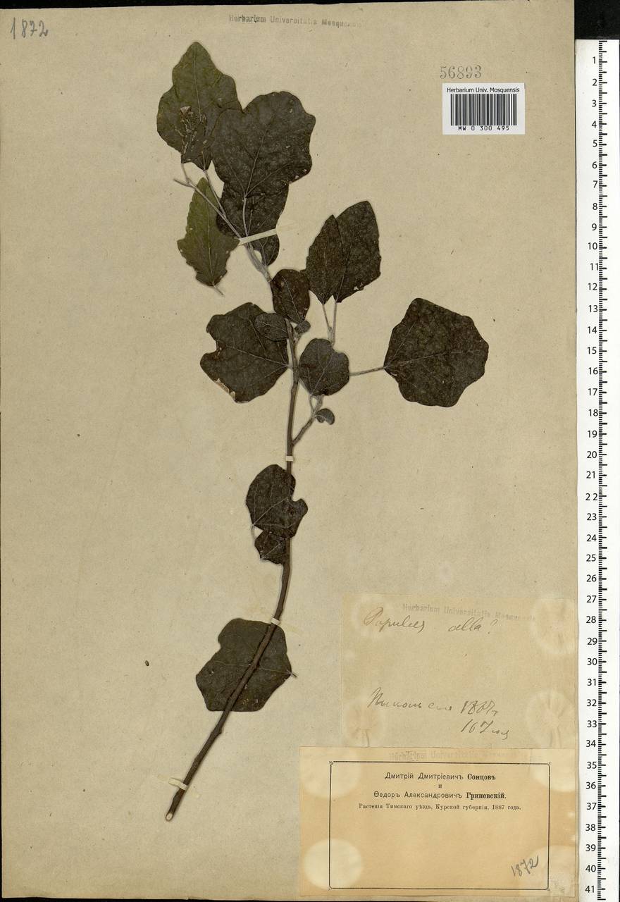 Populus alba L., Eastern Europe, Central forest-and-steppe region (E6) (Russia)