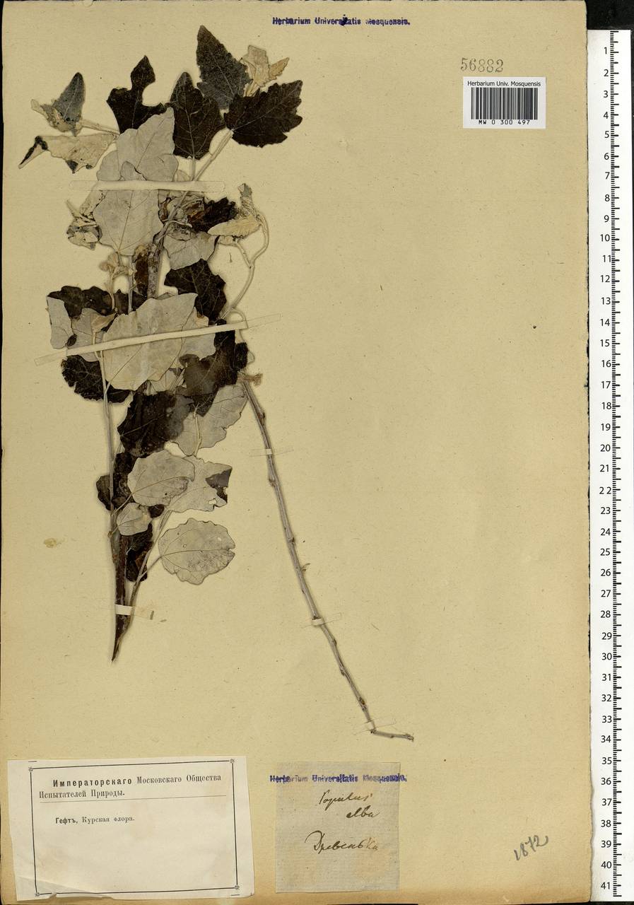 Populus alba L., Eastern Europe, Central forest-and-steppe region (E6) (Russia)