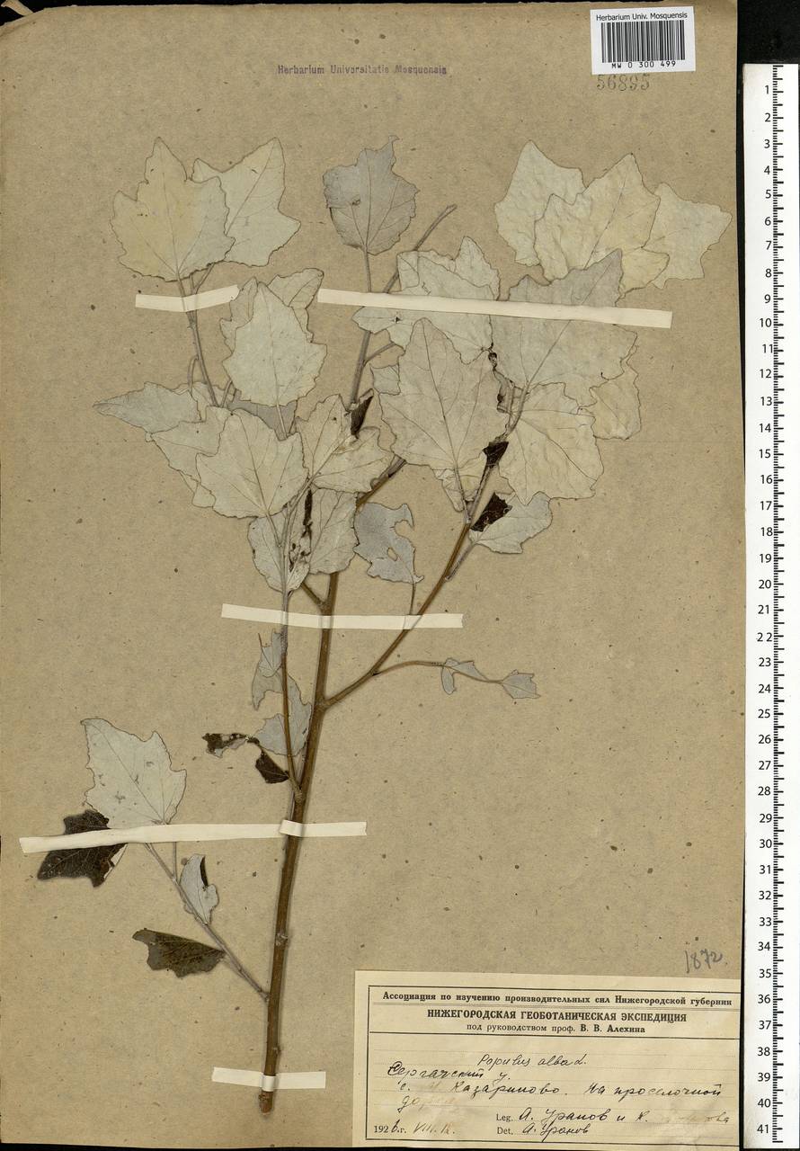 Populus alba, Eastern Europe, Volga-Kama region (E7) (Russia)