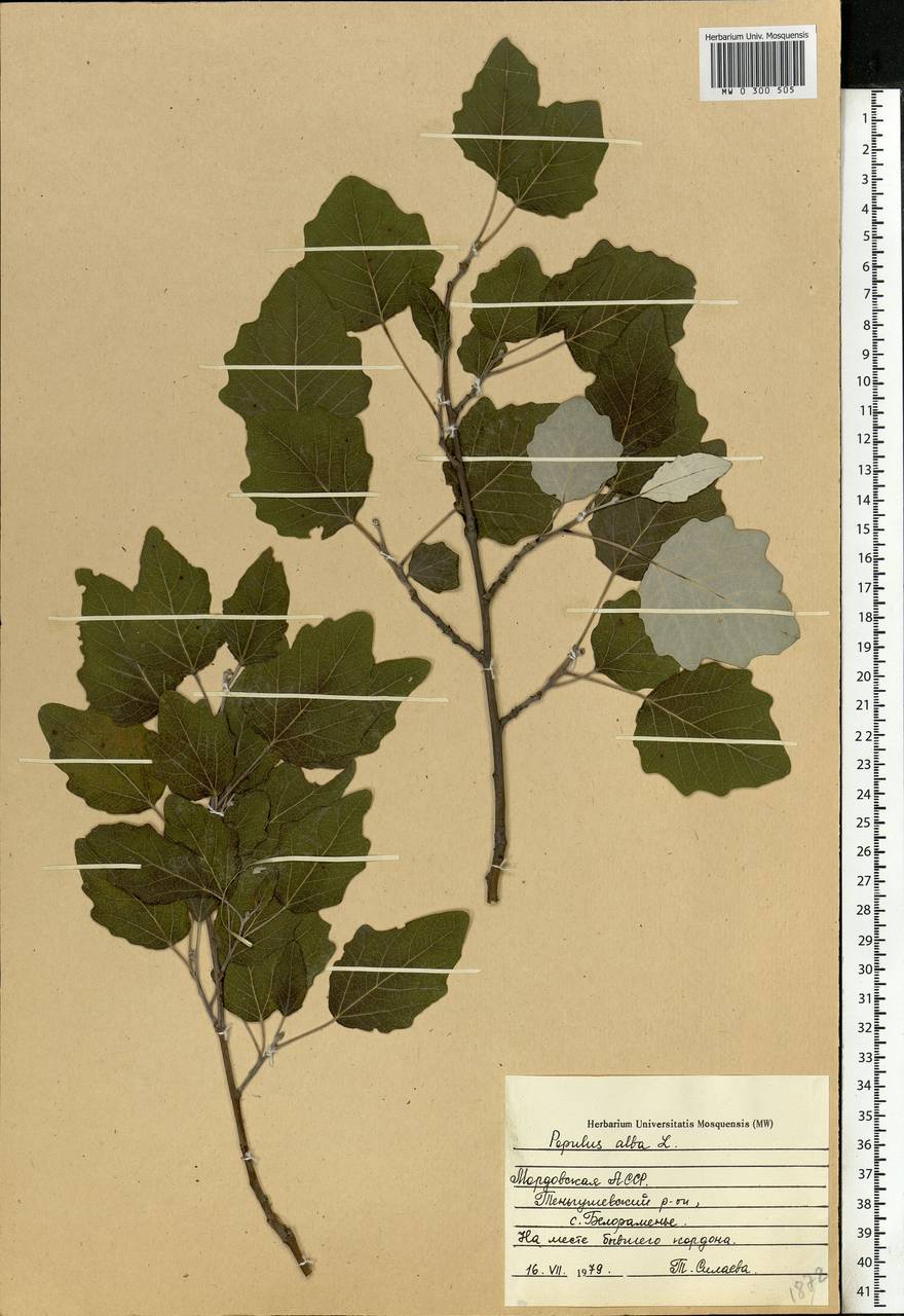 Populus alba, Eastern Europe, Middle Volga region (E8) (Russia)
