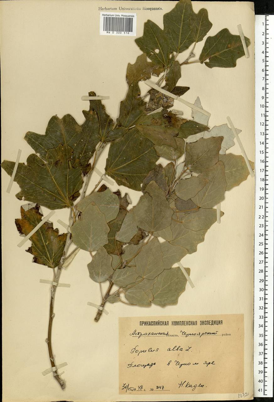 Populus alba, Eastern Europe, Lower Volga region (E9) (Russia)