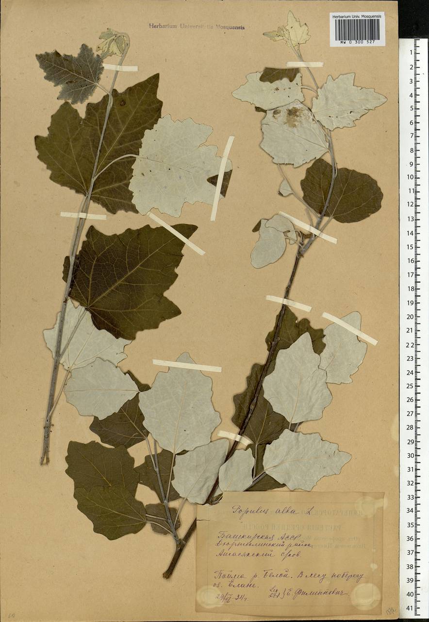 Populus alba L., Eastern Europe, Eastern region (E10) (Russia)
