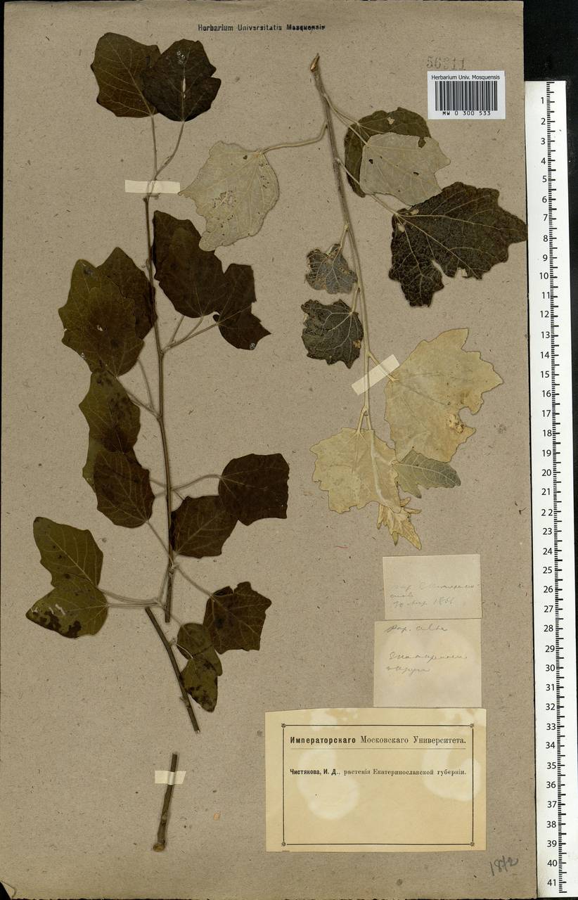 Populus alba L., Eastern Europe, South Ukrainian region (E12) (Ukraine)