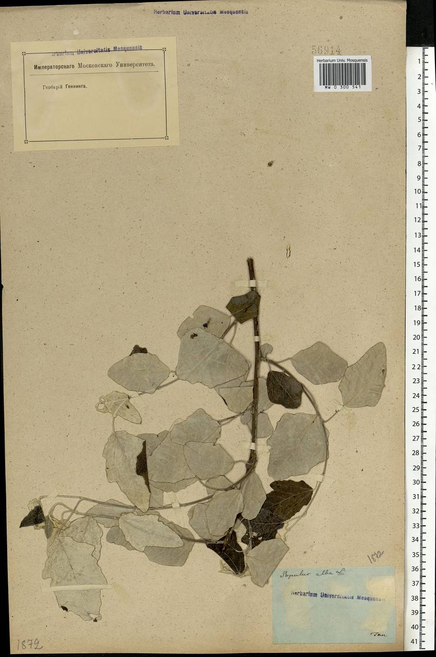 Populus alba L., Eastern Europe, Rostov Oblast (E12a) (Russia)