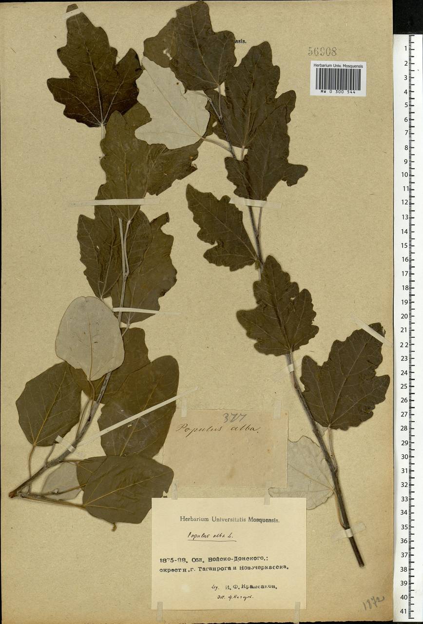 Populus alba L., Eastern Europe, Rostov Oblast (E12a) (Russia)