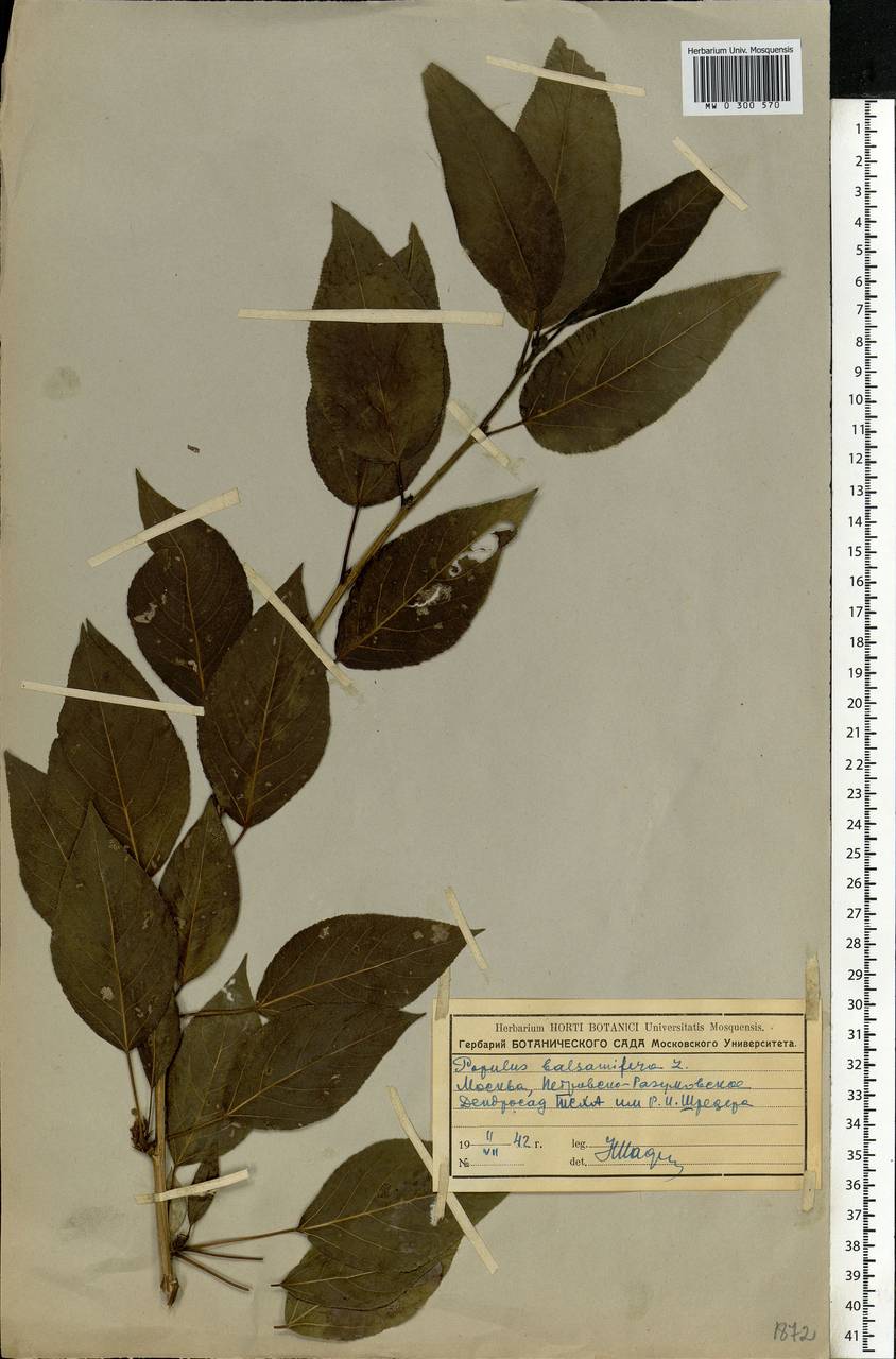 Populus balsamifera L., Eastern Europe, Moscow region (E4a) (Russia)