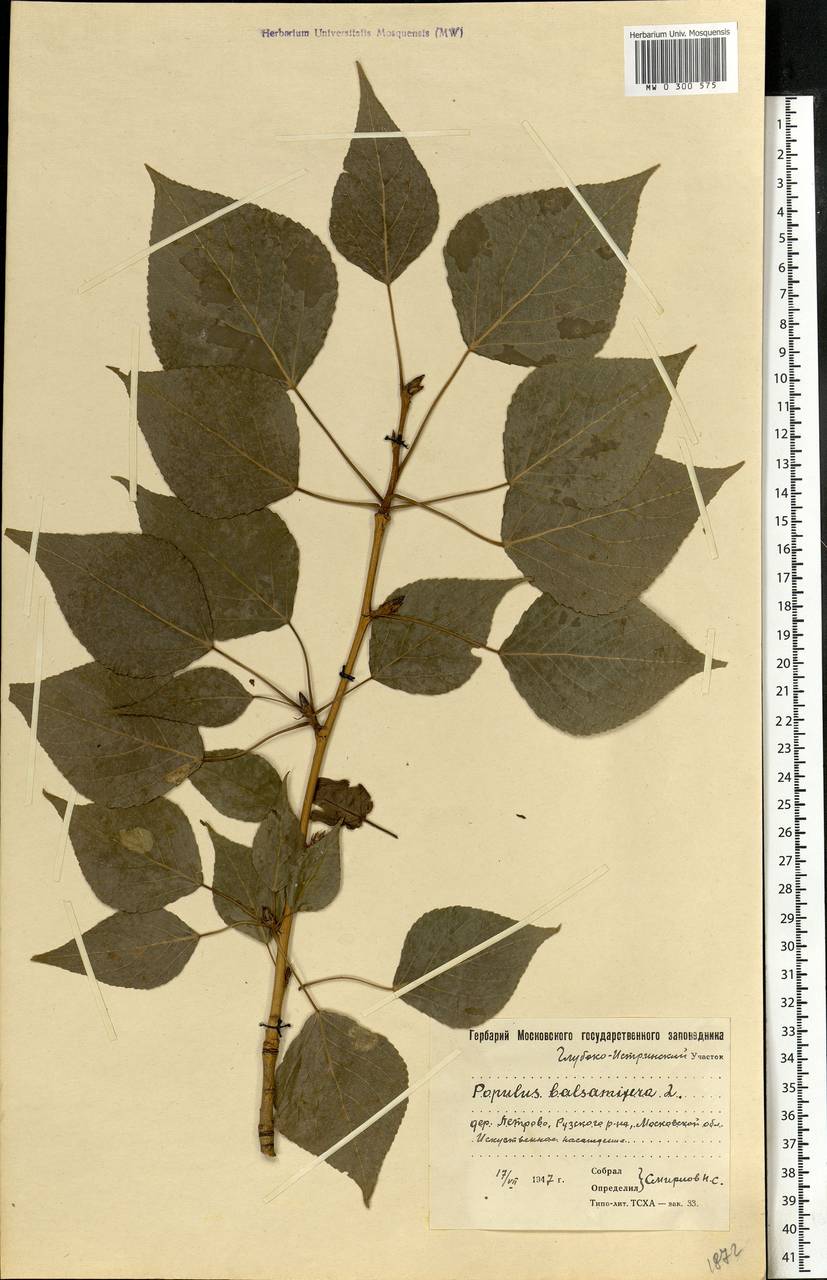 Populus balsamifera L., Eastern Europe, Moscow region (E4a) (Russia)
