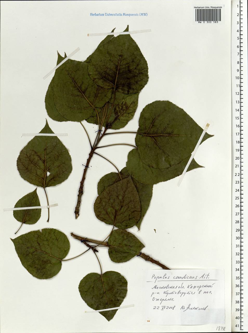 Populus balsamifera, Eastern Europe, Moscow region (E4a) (Russia)