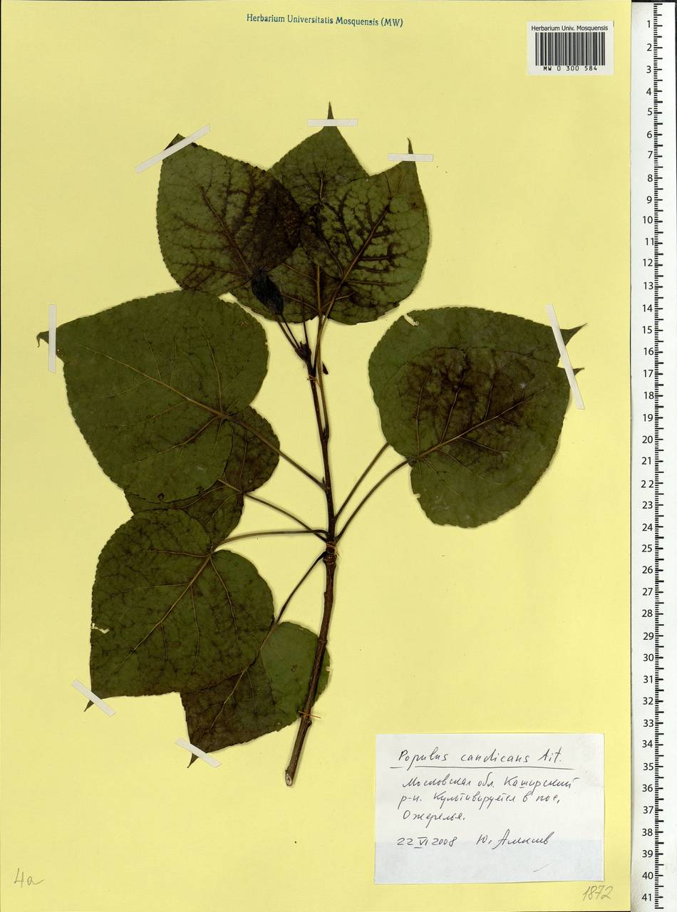 Populus balsamifera L., Eastern Europe, Moscow region (E4a) (Russia)
