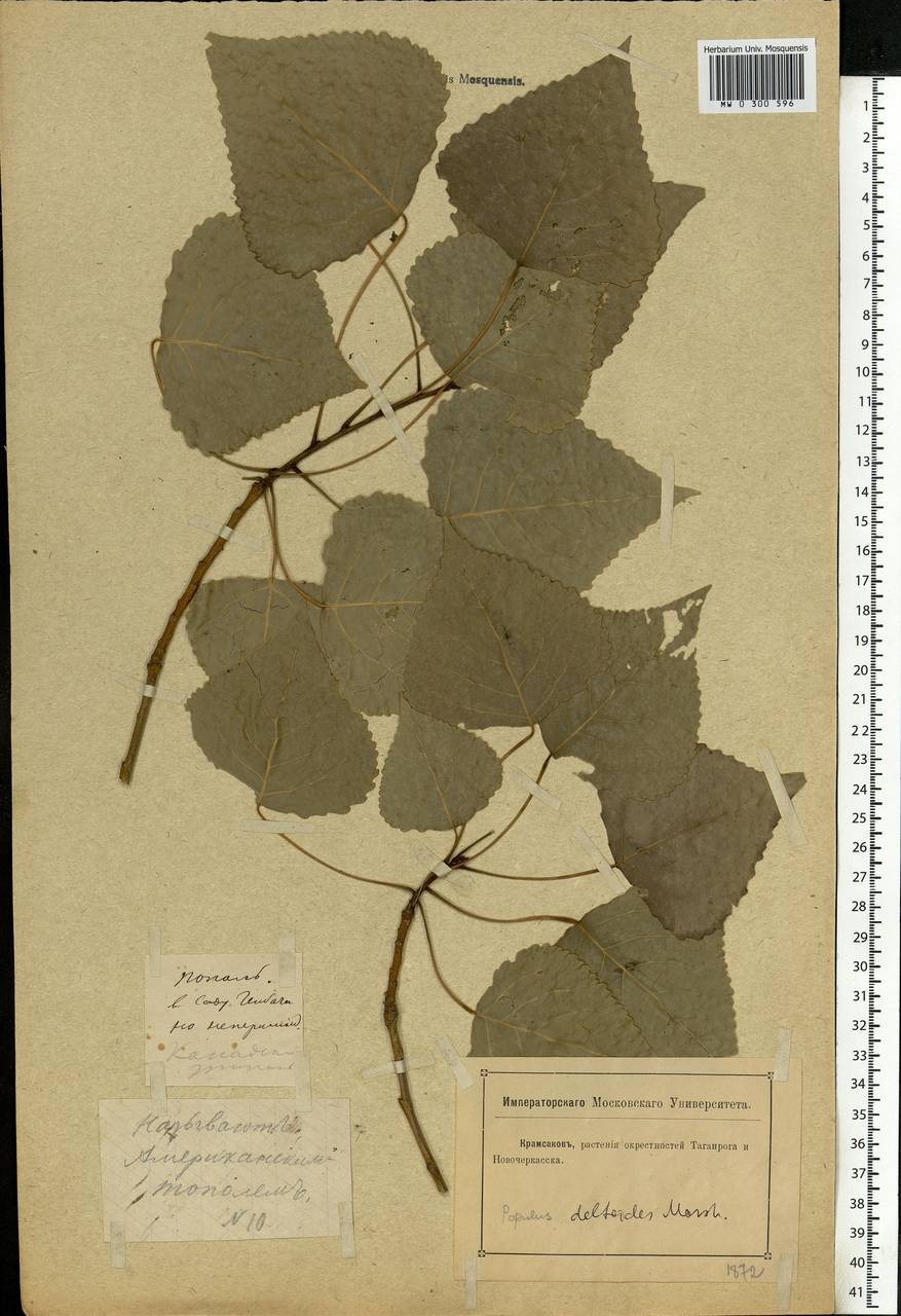 Populus deltoides W. Bartram ex Marshall, Eastern Europe, Rostov Oblast (E12a) (Russia)