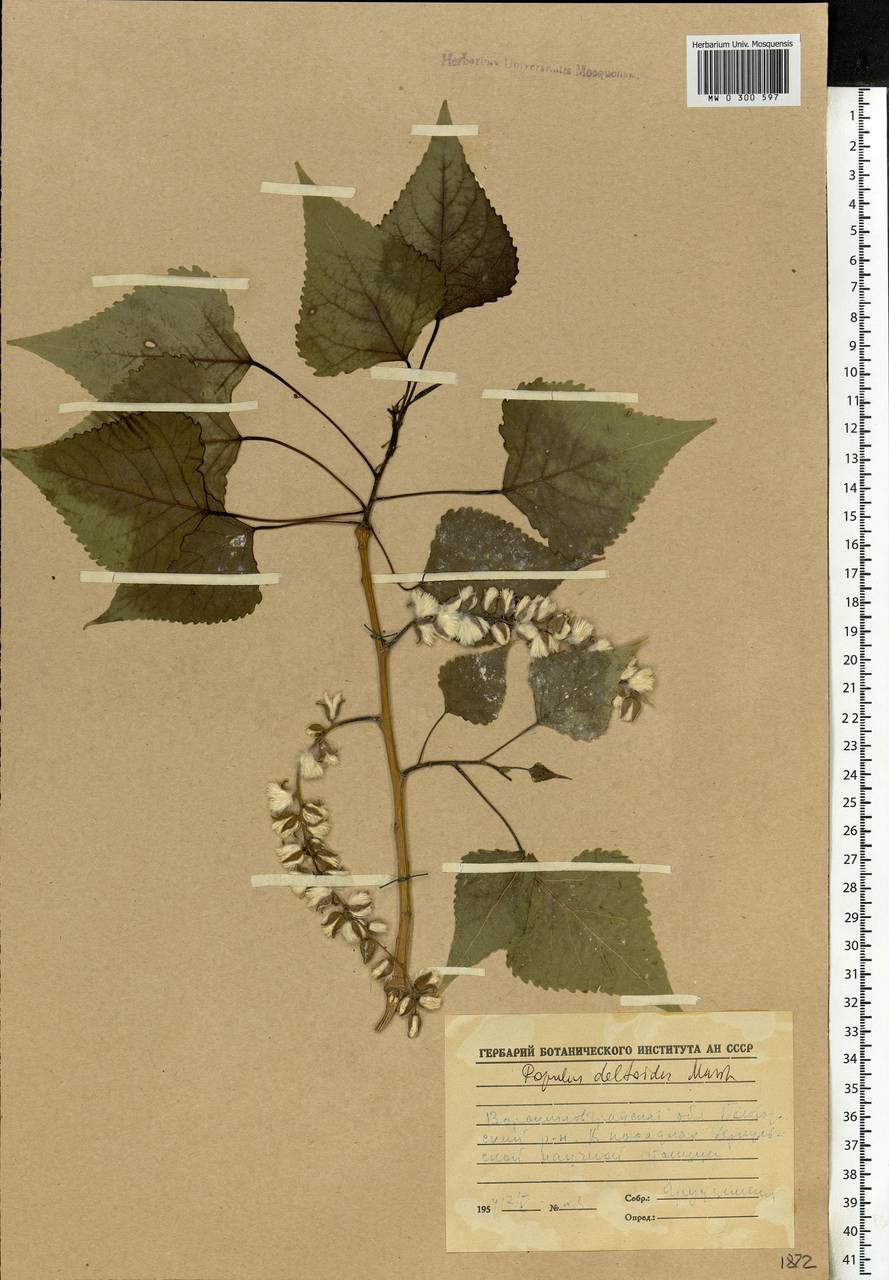 Populus deltoides W. Bartram ex Marshall, Eastern Europe, North Ukrainian region (E11) (Ukraine)