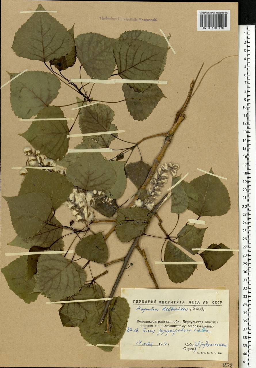 Populus deltoides W. Bartram ex Marshall, Eastern Europe, North Ukrainian region (E11) (Ukraine)
