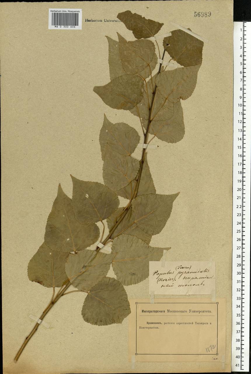 Populus nigra var. italica (Moench) Koehne, Eastern Europe, Rostov Oblast (E12a) (Russia)