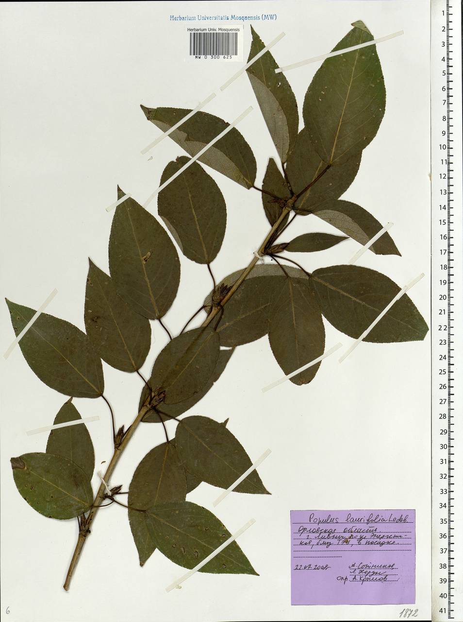 Populus laurifolia Ledeb., Eastern Europe, Central forest-and-steppe region (E6) (Russia)