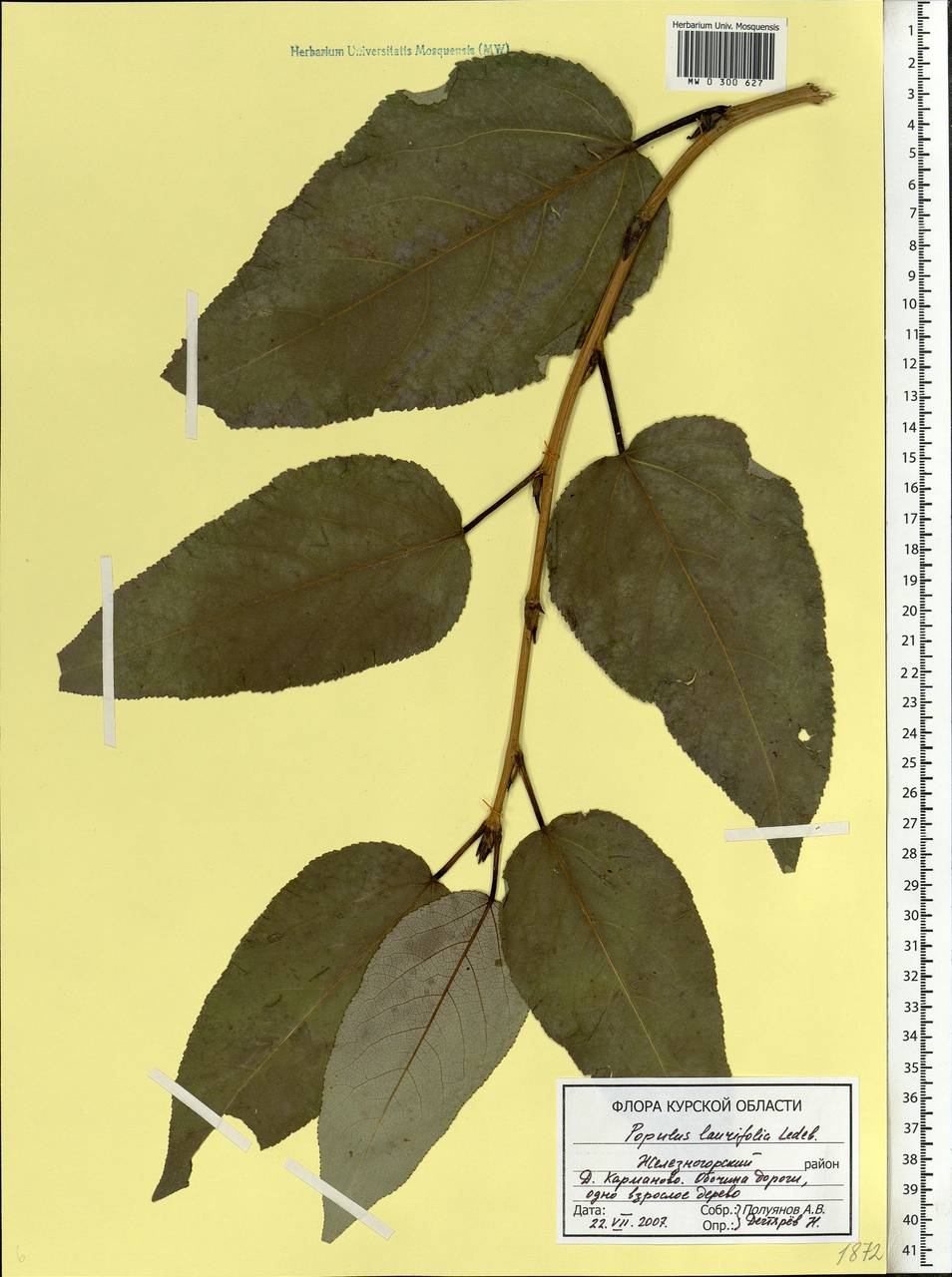Populus laurifolia Ledeb., Eastern Europe, Central forest-and-steppe region (E6) (Russia)