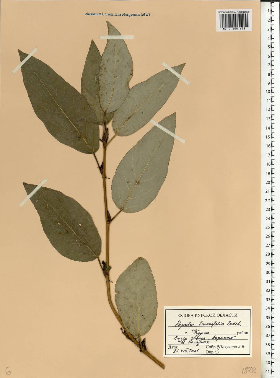 Populus laurifolia Ledeb., Eastern Europe, Central forest-and-steppe region (E6) (Russia)