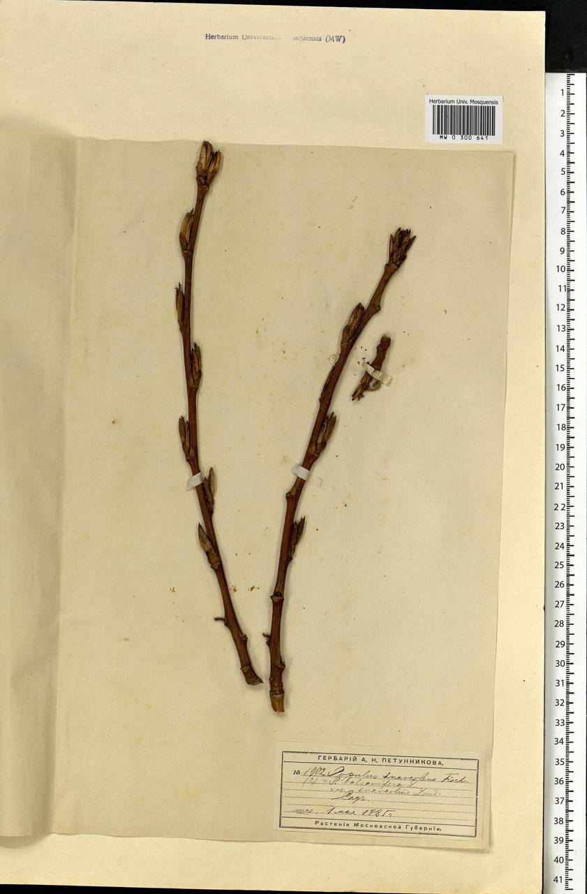 Populus trichocarpa Torr. & A. Gray ex Hook., Eastern Europe, Moscow region (E4a) (Russia)