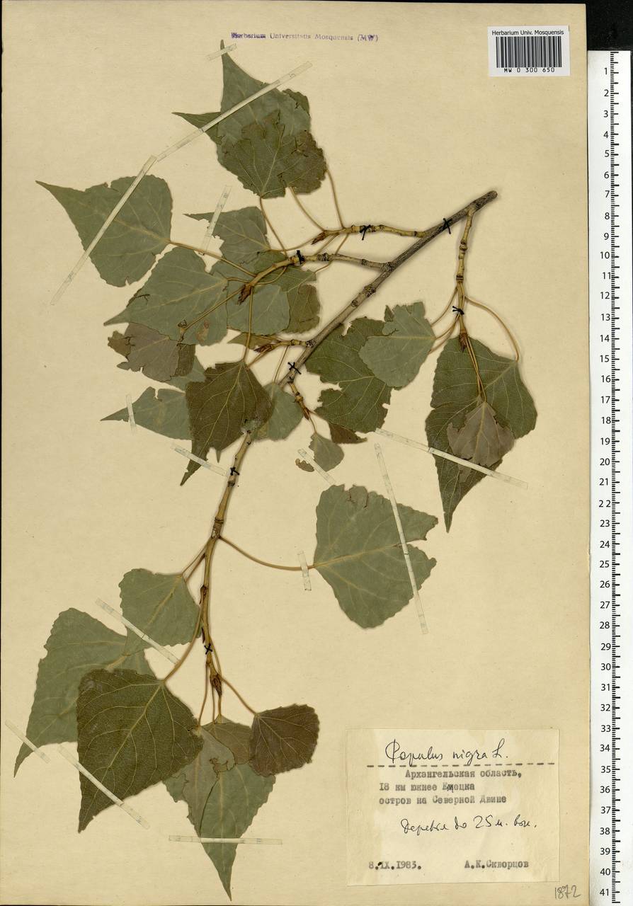 Populus nigra, Eastern Europe, Northern region (E1) (Russia)