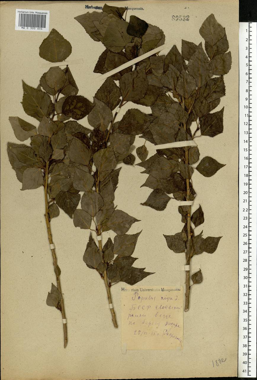 Populus nigra L., Eastern Europe, Belarus (E3a) (Belarus)
